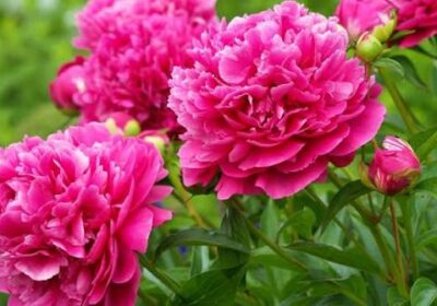 images-7