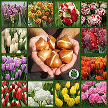 img-3b57459bd9230e8927d95d9017749aec-v