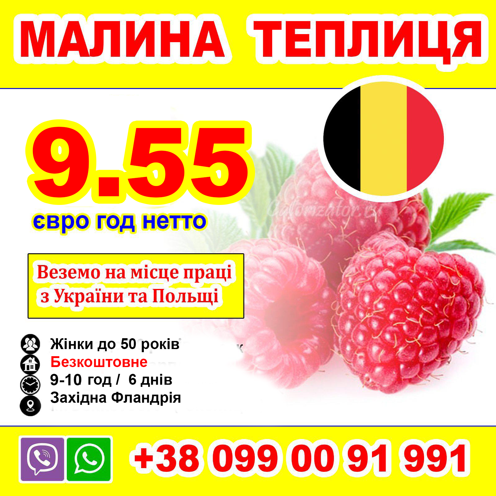 ЗБІР МАЛИНИ В ТЕПЛИЦІ