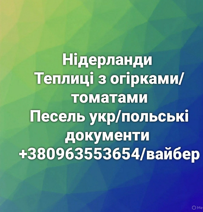 Нідерланди/Теплиці з огірками/тоиатами