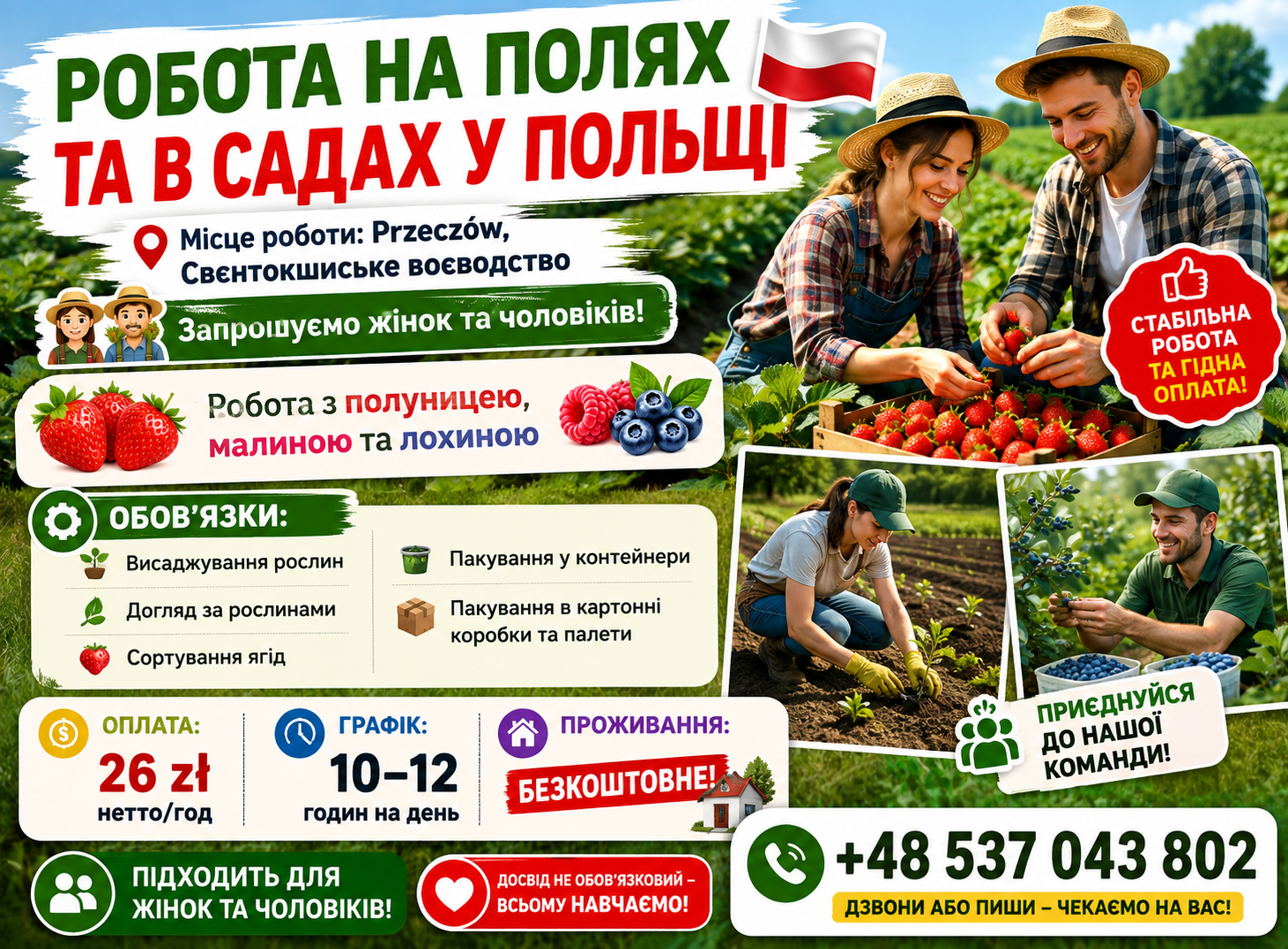Збирання ягід, малина, борувка